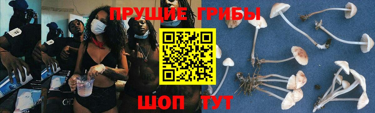 Галлюциногенные грибы Psilocybine cubensis  Вход с VPN  Сегежа  где можно купить   Галлюциногенные грибы Cubensis 